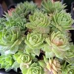 Sempervivum globiferumList