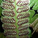 Diplazium striatum Leaf