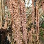 Alnus serrulata Blüte