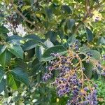 Ligustrum japonicum 果實