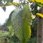 Dipterocarpus sublamellatus Лист
