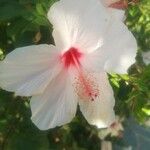 Hibiscus genevii Virág