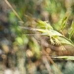 Helictochloa bromoides Fleur