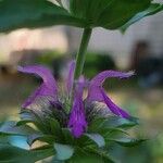 Monarda citriodora Flower