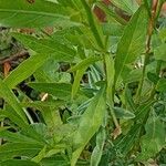 Oenothera lindheimeri Leaf