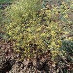 Echinophora tenuifolia ശീലം