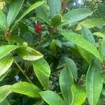 Skimmia japonicaPlod