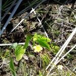 Ranunculus ophioglossifolius Fuelha