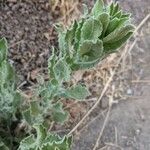 Heterotheca grandiflora Leaf