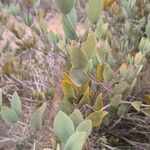Simmondsia chinensis Φύλλο