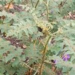 Solanum pyracanthos Habitus