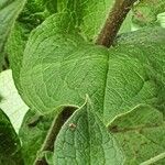 Cynoglossum amplifolium Leaf