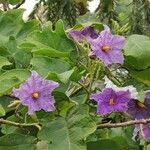 Solanum incanum Flower