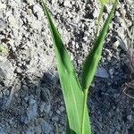 Setaria italica Blad