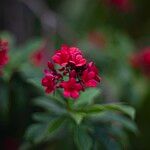 Jatropha integerrima Flower