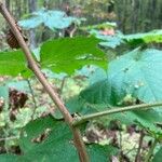 Rubus odoratus 樹皮