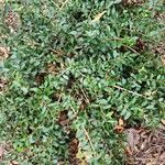 Ilex vomitoria List