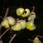 Libidibia coriaria Fruit