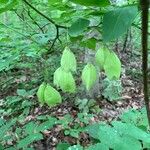 Staphylea trifolia Fruit