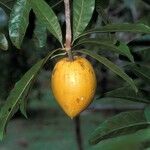 Pouteria campechiana Fruit