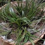 Tillandsia fasciculata Blad