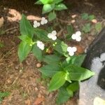 Gibasis geniculata 花