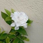 Gardenia augusta Flor