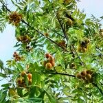 Sorbus domestica Feuille