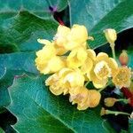 Berberis aquifolium Ostatní