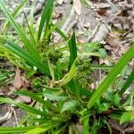 Scirpus atrovirens Leaf