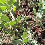 Arctostaphylos columbiana ᱥᱟᱠᱟᱢ