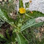 Sonchus asperFlower