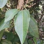 Miconia calvescens Leaf