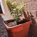 Euphorbia marginata Hoja