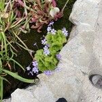 Pinguicula cyclosecta Çiçek