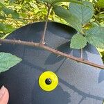 Rubus echinatus 葉