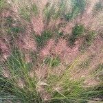 Muhlenbergia capillaris 整株植物