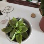 Peperomia scandens Leaf