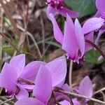 Cyclamen hederifolium Flower