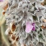 Stachys byzantina Flower