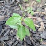 Vincetoxicum nigrumLeaf