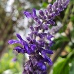 Salvia farinacea Цветок