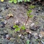 Anemone baldensis List