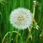 Taraxacum officinaleফল