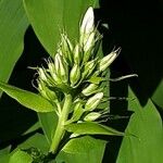Phlox maculata Blomst