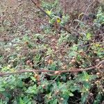 Scrophularia scorodonia Fruit