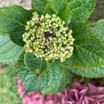 Hydrangea macrophylla 花