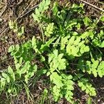 Erodium moschatum Habit