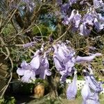 Jacaranda mimosifolia Blomst