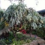 Acacia baileyana Elinympäristö